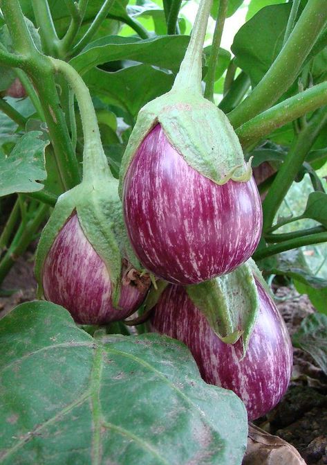 Brinjal