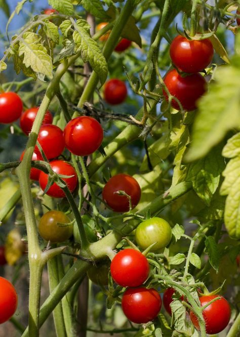 Cherry Tomato