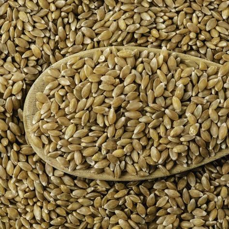 Durum