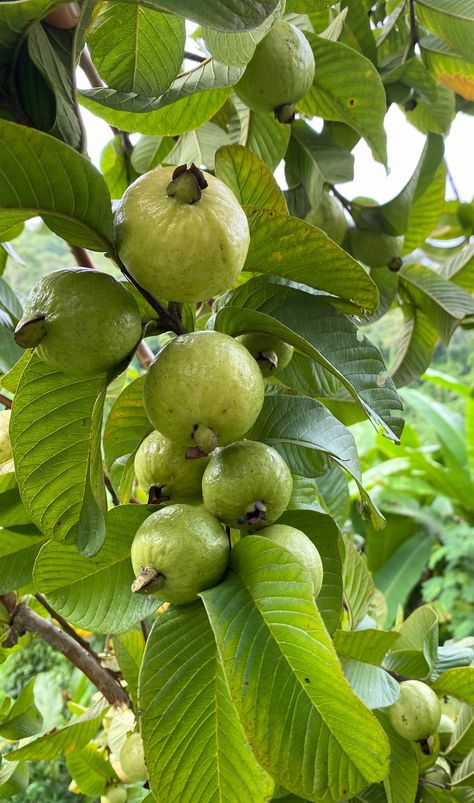 Guava