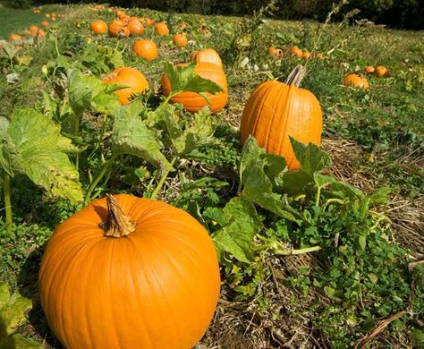Pumpkin